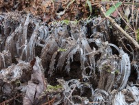 Curling frost fingers growing out of damp soil along Fargo Brook yesterday morning.