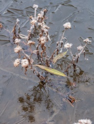 Frosted asters locked in pond ice