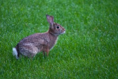Rabbit-rabbit! A morning bunny out on our lawn...