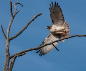 From the Department of Lucky Shots: a Red-Tailed Hawk takes wing from a dead elm tree in Charlotte yesterday