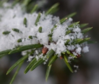 Fresh snowflakes bedeck a dwarf spruce by our front porch yesterday morning.