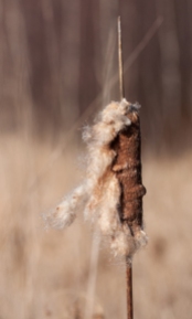 A lone cattail in the wetland along Taft Road.