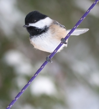 A chickadee momentary perches on the purple line holding our bird feeder.