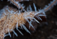 Spiky ice crystals form on a curled leaf down along Fargo Brook.