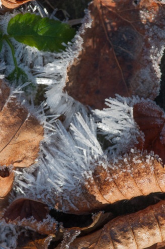 Curled, dry leaves frosted...