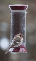 A redpole at our thistle feeder. There are a lot of these little birds about this season arriving in great busy flocks.