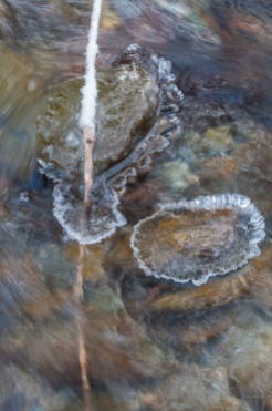 Ice forming atop rocks, snow on a stick in Fargo Brook yesterday morning.