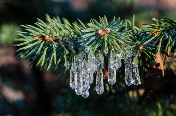 Tiny icicles form on the needles of a dwarf spruce as water drips off the eaves of our front porch.
