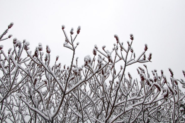 Snowy sumac in the front field