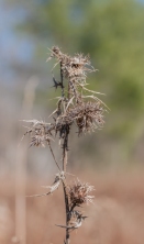 A dried and wind-blown thistles in our front field.