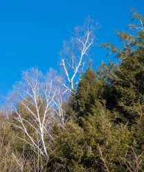 Paper birch pops out bright white against green of hemlock and blue of sky along Gillette Pond yesterday morning.