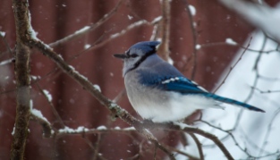 A buffed-up bluejay in the birch tree by our front feeder.