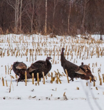 Another shot of some turkeys down near Hanksville.