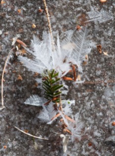 Delicate frost feathers form on a hemlock sprig...
