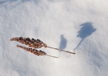 Dried seedpods cast shadows in the fresh snow.