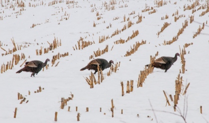 Three turkeys march across a cornfield down near the Alpaca farm.