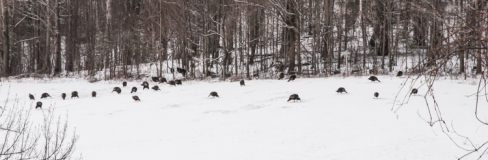 A large flock of turkeys up on Taft Hill.