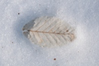 A ghostly beech leaf in the snow...