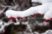 Bright red berries glow beneath a layer of snow on the holly bush by the pond.