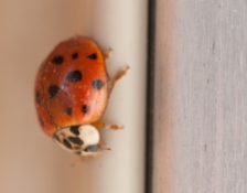 A ladybug beetle in the window...