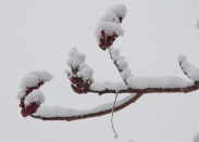 Dense morning snow on sumac in our front field.