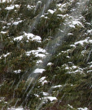 Snow falling in front of dark spruce trees. The shutter speed is set at 1/10th of a second rendering the long trails as the flakes fall.