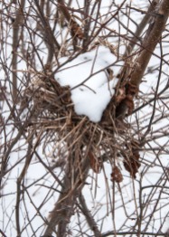 A snow-filled bird's nest in a field at the Audubon Center.