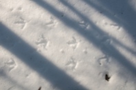 Turkey tracks in the snow...