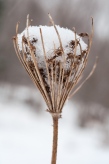 A dried Queen Anne's Lace makes a cup for snow.