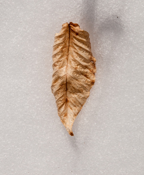 A dried beech leaf on the snow.