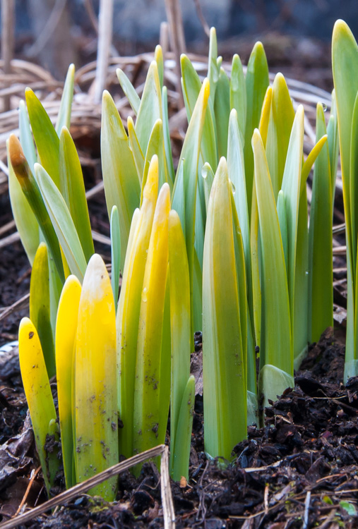 Daffodil shoots defy a sluggish spring popping out of the ground next to the house!