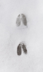 A pair of well defined white tailed deer tracks in the crunchy snow of our front yard.
