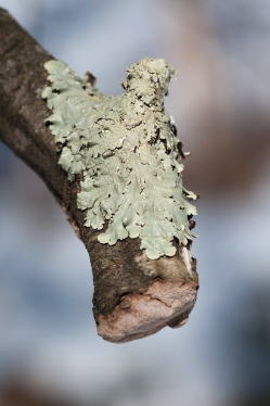 Lichen encrusts an snapped apple branch in our front field.
