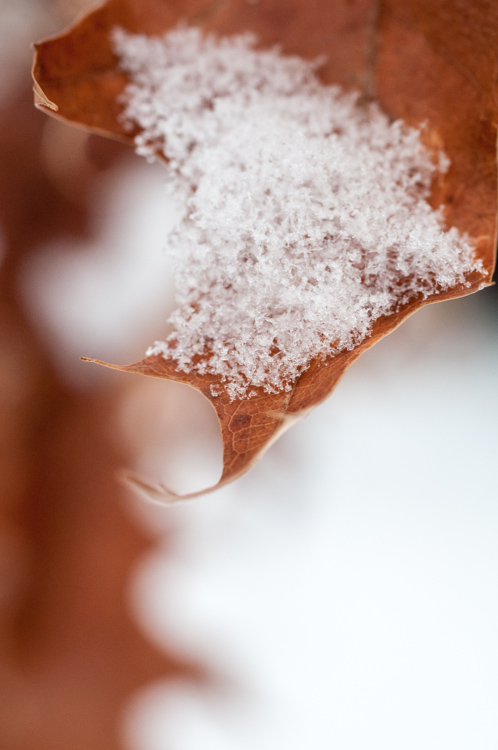 A dusting of snow on one of the oak leaves still clinging to the tree out in our front yard.