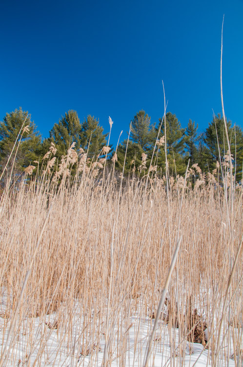 Looking up to white pines and blue sky through common reeds across Fargo Brook.