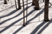 Trees cast strong mid-day shadows across the snow.