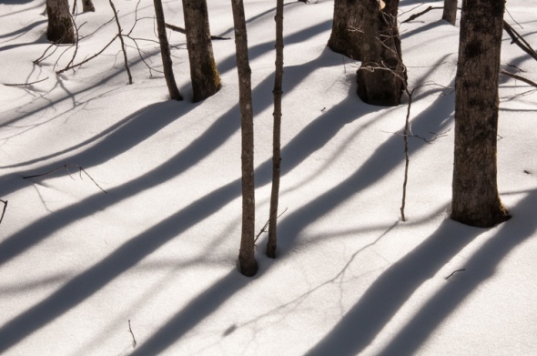 Trees cast strong mid-day shadows across the snow.