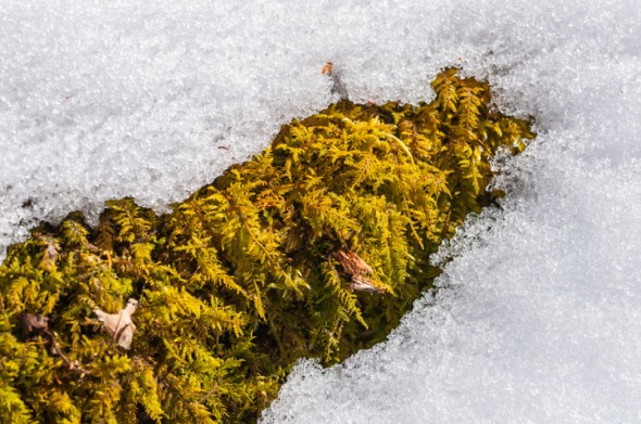 A patch of sphagnum moss peeks out from beneath the snow.
