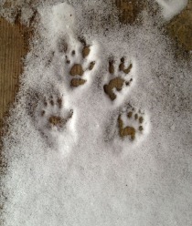 A fine set of squirrel tracks on the studio steps.