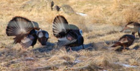 A pair of tom turkeys struts their stuff for the ladies. Photo courtesy of Jim Wood (thanks Jim--great shot!)