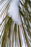 A dusting of snow on white pine needles out by the pond.