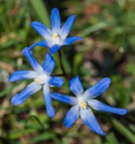 These lovely blue, star-like flowers pop up in our back yard every spring. Anyone know what they are?