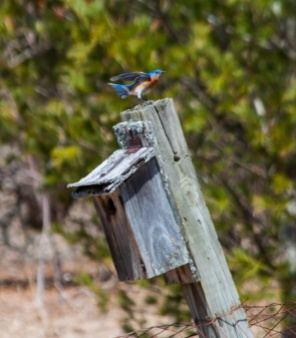 A bright male bluebird alights on one of the boxes in our front field.