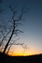 A cherry tree stands in bare silhouette against a draining sunset sky up by a nearby beaver pond.