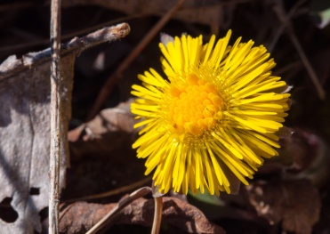First bloom of the season! A coltsfoot blossom glows in the sun along the driveway yesterday afternoon.
