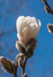 A magnolia blossom popping in our back garden.