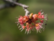 A red maple bud up close. I love the intricacy of these flowers...
