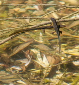 A pair of salamanders float just below the surface of the pond.