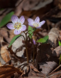 Another lovely spring ephemeral--this time a pair of Spring Beauties--in the woods up behind the house.