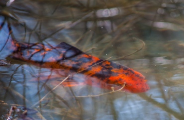 One of our resident Koi trolls the edges of our pond.